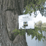 tree of life at sharmar village